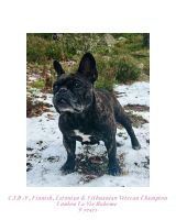 LouLou La vie Boheme